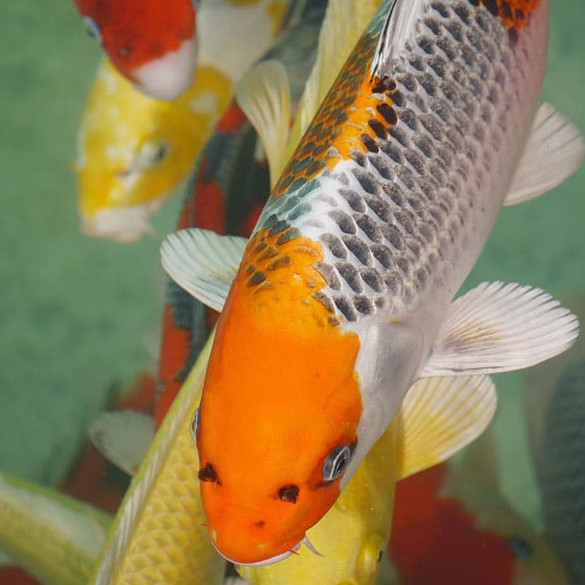 Pêche à la truite : en étang ou en bassins pour les enfants - Pisciculture  de Villette