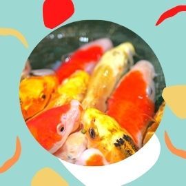 Image: 2021-04/blog-koi-2021.jpg