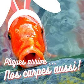 Image: 2023-03/koi-humour-2023-bolt.jpg