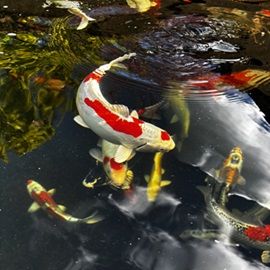 Image: 2024-05/koi-05-2024.jpg