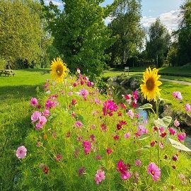Image: 2024-07/riviere-et-fleurs.jpg